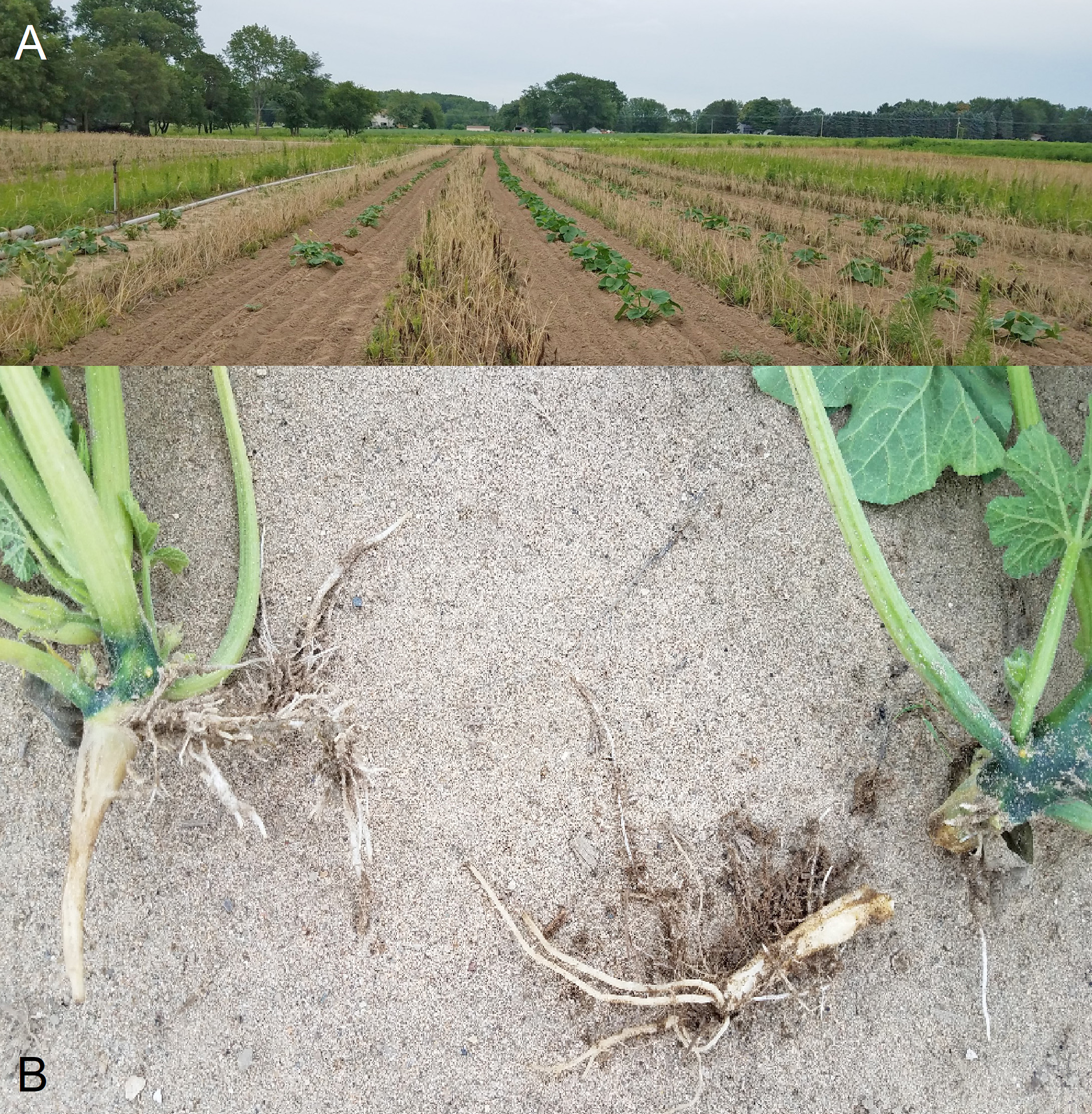 Herbicide injury signs